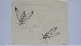 2 Nachtschmetterlinge 1933 null